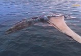 Сцена из фильма Исчезнувшие миры / Nos Mondes Disparus (2020) Исчезнувшие миры сцена 23