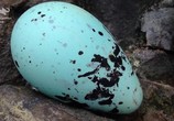 ТВ Секреты природы / Nature's Strangest Mysteries: Solved (2019) - cцена 3