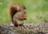 ТВ Новая дикая природа Европы / Europe's New Wild (2020) - cцена 2