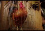 Мультфильм Петсон и Финдус. Маленький мучитель - большая дружба / Pettersson und Findus - Kleiner Quälgeist, große Freundschaft (2014) - cцена 3