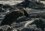 Сцена из фильма Необычная природа экватора / Equator's Wild Secrets (2019) Необычная природа экватора сцена 5