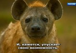 ТВ Серенгети / Serengeti (2019) - cцена 7