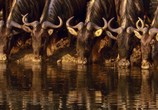 Сцена из фильма BBC: Планета Земля / Planet Earth (2006) BBC: Планета Земля сцена 11