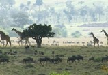 Сцена из фильма Необычная природа экватора / Equator's Wild Secrets (2019) Необычная природа экватора сцена 17