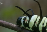 Сцена из фильма Необычная природа экватора / Equator's Wild Secrets (2019) Необычная природа экватора сцена 11