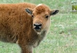ТВ Эпический Йеллоустоун / Epic Yellowstone (2019) - cцена 3