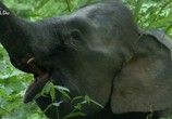 Сцена из фильма Необычная природа экватора / Equator's Wild Secrets (2019) Необычная природа экватора сцена 10