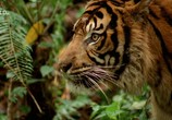 Сцена из фильма Необычная природа экватора / Equator's Wild Secrets (2019) Необычная природа экватора сцена 9
