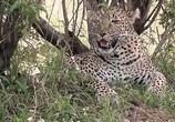 ТВ Удивительная Африка / Amazing Africa (2013) - cцена 3
