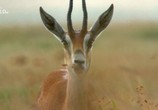 Сцена из фильма Необычная природа экватора / Equator's Wild Secrets (2019) Необычная природа экватора сцена 16