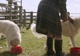 Фильм Чудак / Oddball (2015) - cцена 5