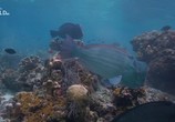 Сцена из фильма Необычная природа экватора / Equator's Wild Secrets (2019) Необычная природа экватора сцена 23