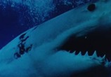 Фильм Жестокие Челюсти / Cruel Jaws (1995) - cцена 2