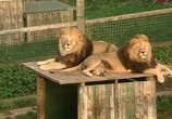 ТВ Тигриный остров / Tiger Island (2007) - cцена 1