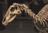 ТВ Discovery: Гигантские чудовища: Король динозавров / Mega Beasts: Dinosaur King (2009) - cцена 2