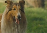 Фильм Лэсси / Lassie (2006) - cцена 3