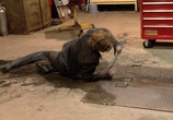 ТВ Монстр-Траки: Дополнительные материалы / Monster Trucks: Bonuces (2016) - cцена 3