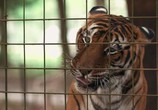 ТВ Король тигров: Убийство, хаос и безумие / Tiger King: Murder, Mayhem and Madness (2020) - cцена 1