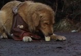 Фильм Король воздуха / Air Bud (1997) - cцена 1