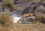 Сцена из фильма Необычная природа экватора / Equator's Wild Secrets (2019) Необычная природа экватора сцена 14