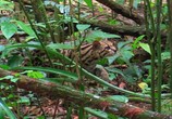 ТВ Необычная природа экватора / Equator's Wild Secrets (2019) - cцена 1