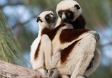 ТВ Остров лемуров: Мадагаскар / Island of Lemurs: Madagascar (2014) - cцена 1