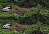 Сцена из фильма Панды: Путешествие домой / Pandas: The Journey Home (2014) Панды: Путешествие домой сцена 30