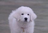 Фильм В поисках Санта Лапуса / The Search for Santa Paws (2010) - cцена 2