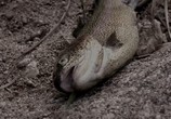 Фильм Девять трапез до анархии / Nine Meals from Chaos (2018) - cцена 1